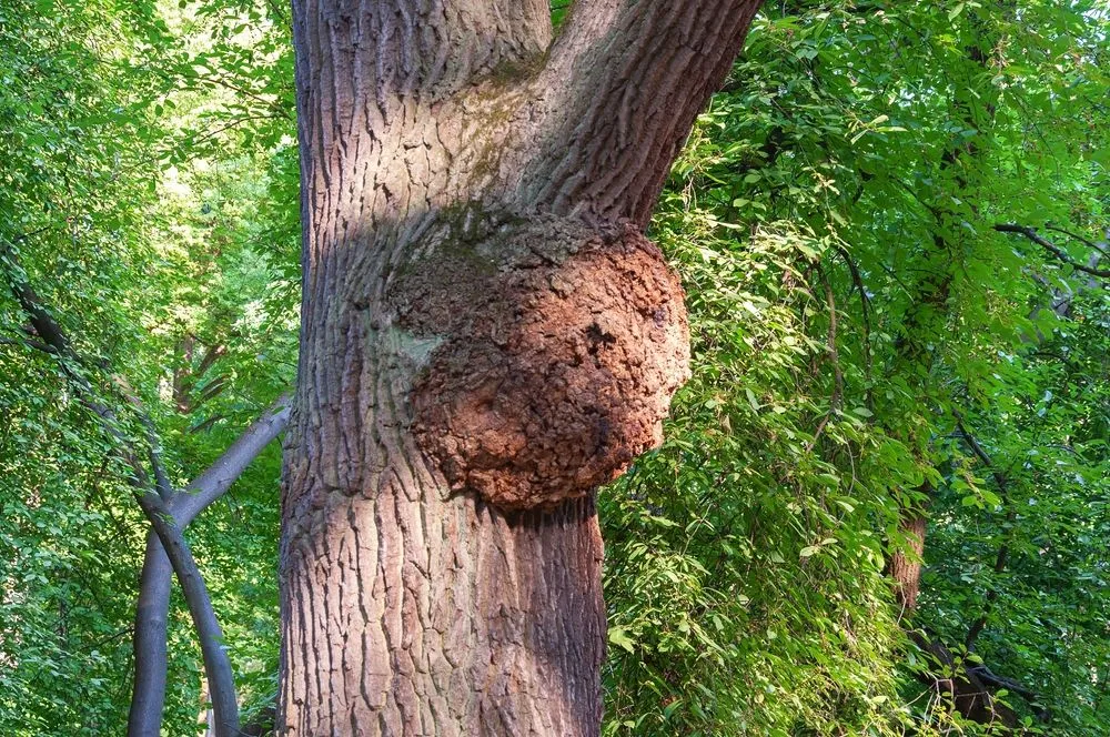 tumeur arbre